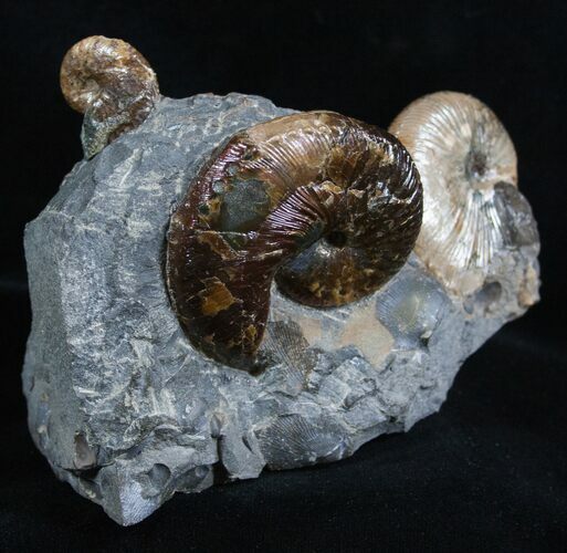 Beautiful Multi-Ammonite Display - South Dakota #2062